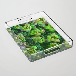 Fleshy Green Succulent - Watercolor Design Acrylic Tray