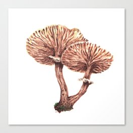 Fungi watercolor - Armillaria gallica Canvas Print
