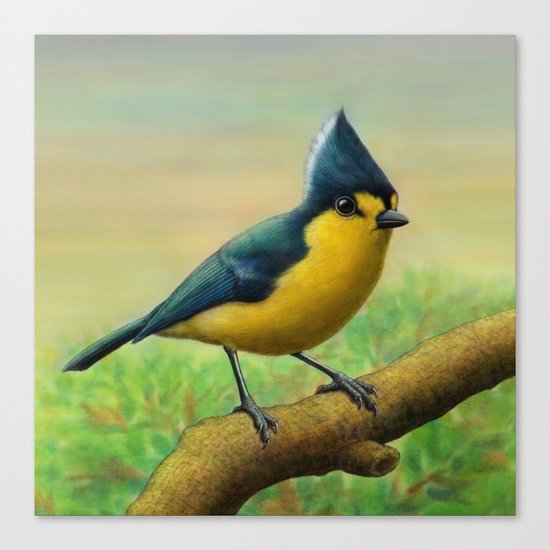 Yellow Tit Canvas Print