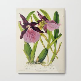 Miltonia Spectabilis Vintage Botanical Floral Flower Plant Scientific Illustration Metal Print