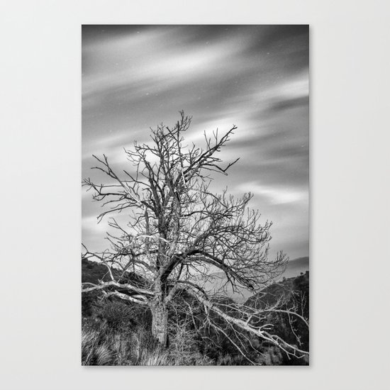Old Mountain Tree under the stars Canvas Print