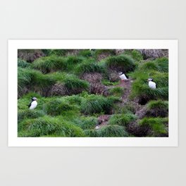 Puffin Meeting Art Print