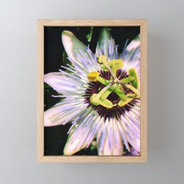 Passiflora Framed Mini Art Print