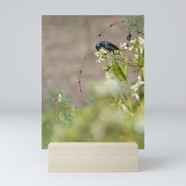 Male purple sunbird feeding on flower nectar.  Mini Art Print