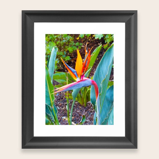 Bird of Paradise Framed Art Print