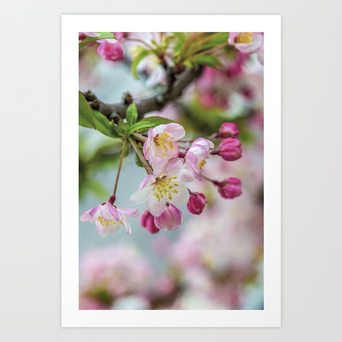Apple Blossoms No. 1 Art Print