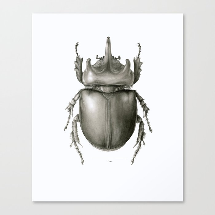 Ox Beetle/Strategus antaeus Canvas Print