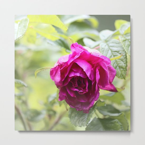 Wild Rose Metal Print