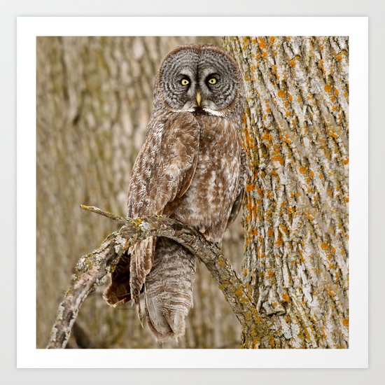 Camouflage Art Print