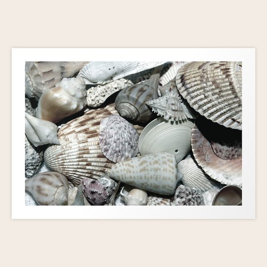 Sea Shells Art Print