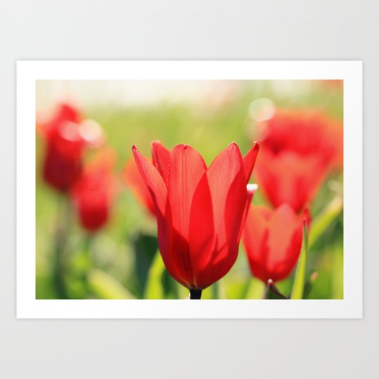 Red tulips in backlight Art Print