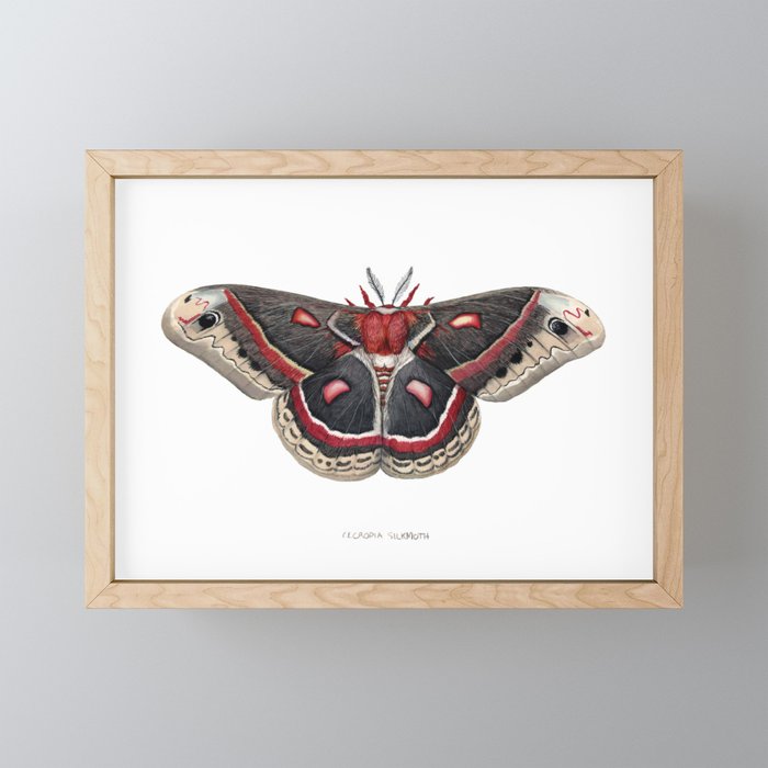 Cecropia Moth Framed Mini Art Print