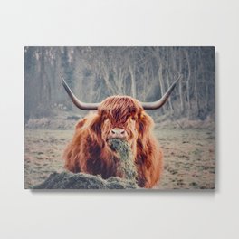 Highland cow my friend Metal Print | Color, Fur, Friend, Funny, Photo, Highlandcow, Mood, Traveling, Life, Adventure 