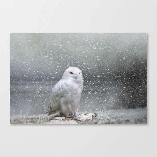 Snowy Owl Canvas Print