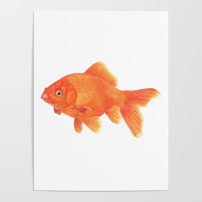 Gold Fish Poster