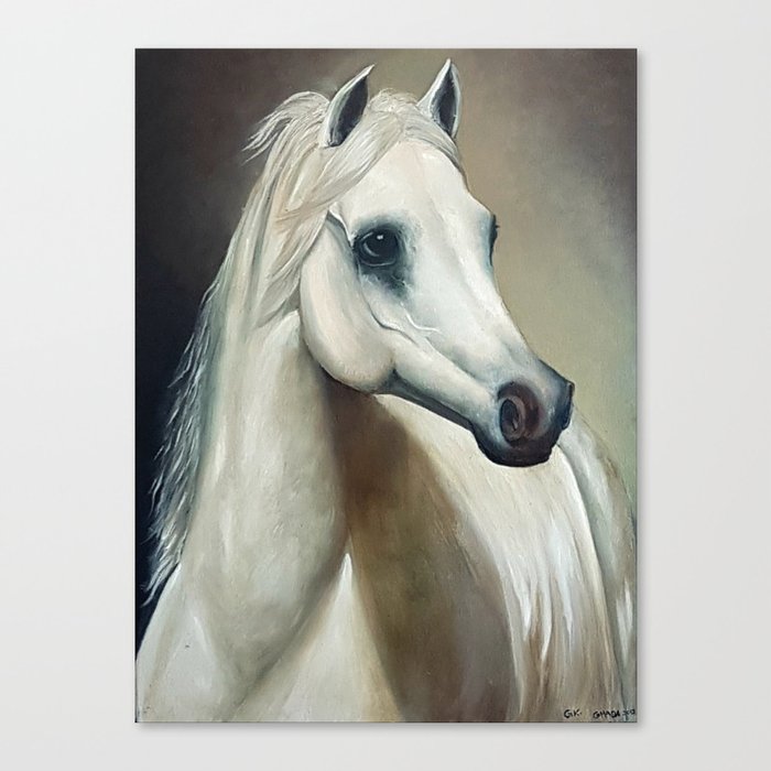 Arabian White Horse Portrait Canvas Print