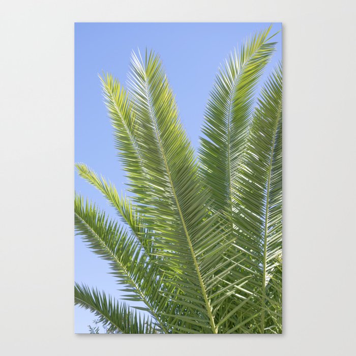 Botanical tropical palmtree art print - green blue leaves mediterranean travel photography Canvas Print