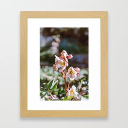 Spring blooms Framed Art Print