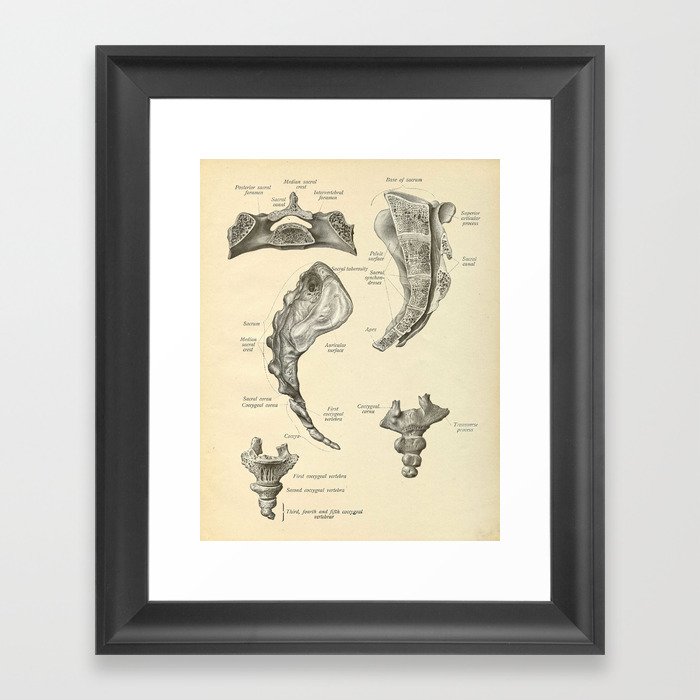 Vintage Human Sacrum Anatomy Print Framed Art Print