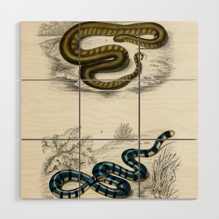 Elephant Trunk Snake & Columbrine Sea Krait Wood Wall Art