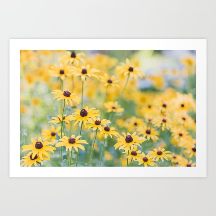 Sunny Disposition - Field of Wildflowers Photography Art Print