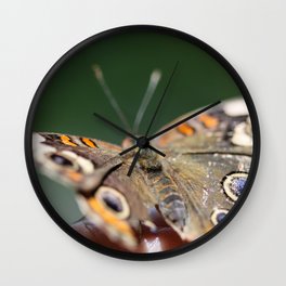 Common Buckeye Junonia Coenia Wall Clock | Junonia, Beautiful, Blue, Wildlife, Orange, Yellow, Common, Shallow, Black, Coenia 