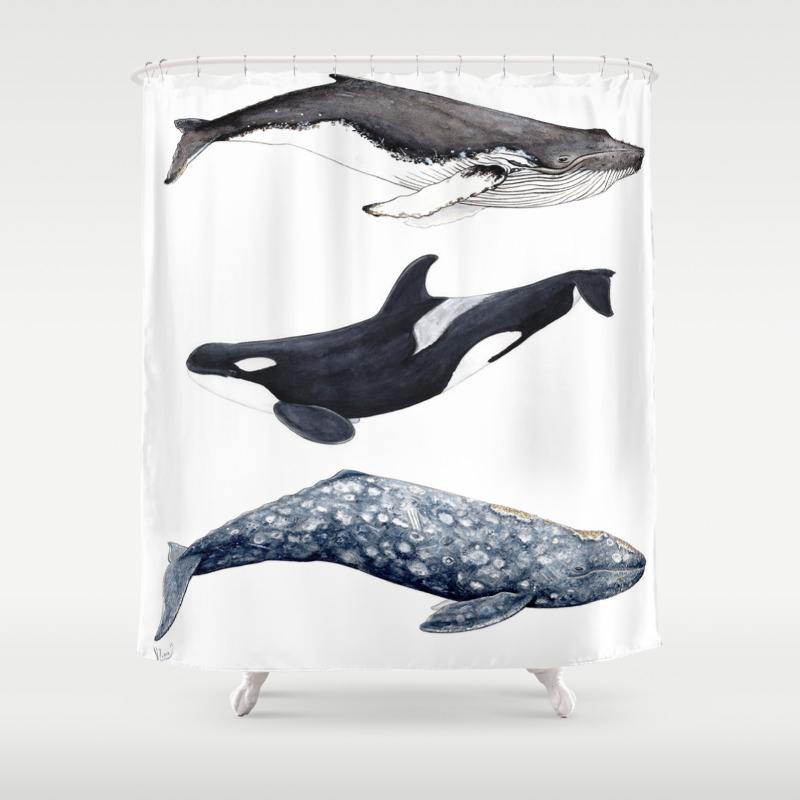 Orca Humpback And Grey Whales Shower Curtain By Chloeyzoard