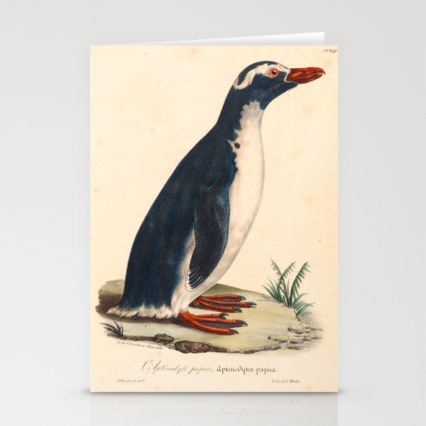 Ornithological illustration from "La Galerie de Oiseaux" ("Bird Gallery"), 1825 Stationery Cards