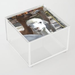 Hi! Baby Llama Acrylic Box