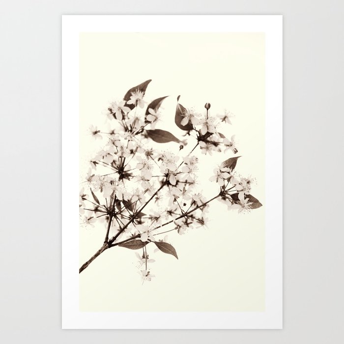 Flowers - Sepia Art Print