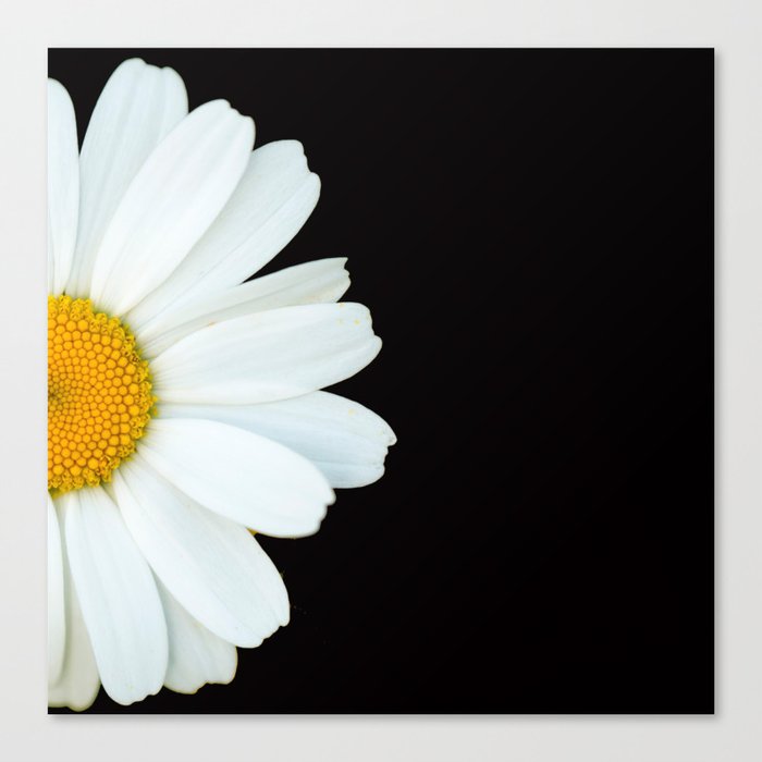 Hello Daisy - White Flower Black Background #decor #society6 #buyart Canvas Print