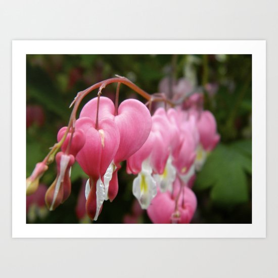 Bleeding Hearts Art Print