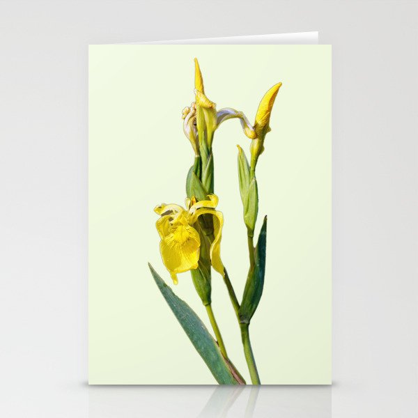 Yellow iris blossom Stationery Cards