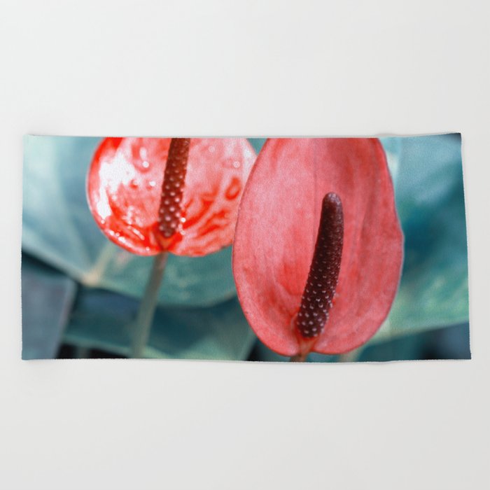 Beautiful Anthurium Flamingo Flower In Varitone Red Beach Towel