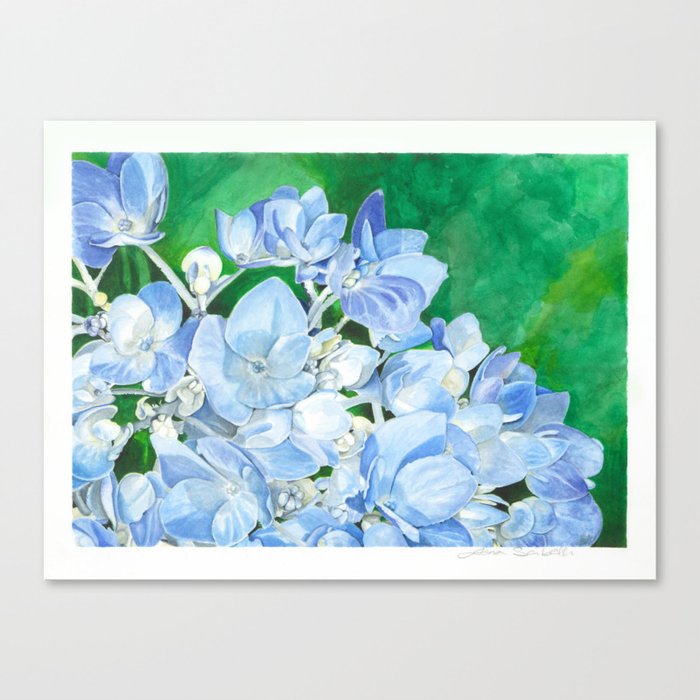 Watercolor Hydrangea Blossoms Canvas Print