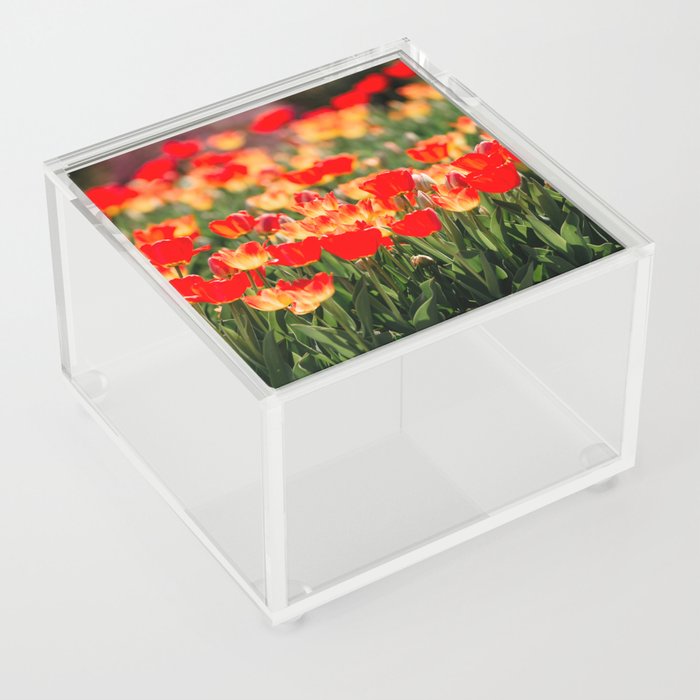 Yellow and Red Tulips I Acrylic Box