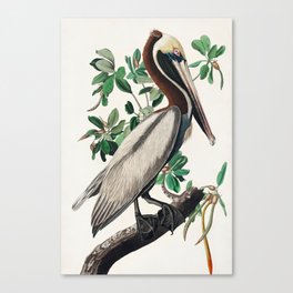 Brown Pelican from Birds of America (1827) by John James Audubon Canvas Print