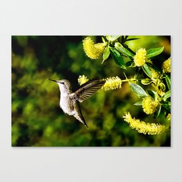 Anna's Hummingbird and Blossoms Canvas Print