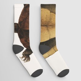 Chinese Large Headed Terrapin (Platysternon megacephalum) Socks