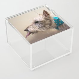 Snake Dog Acrylic Box