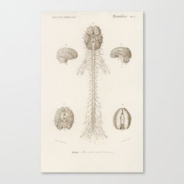 Human’s Brain illustrated by Charles Dessalines D' Orbigny (1806-1876). Canvas Print