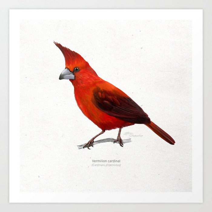 Vermilion cardinal scientific illustration art print Art Print