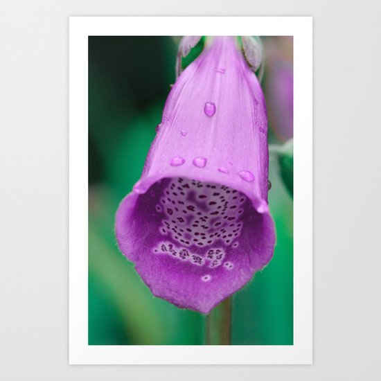 Fox Glove Love Art Print