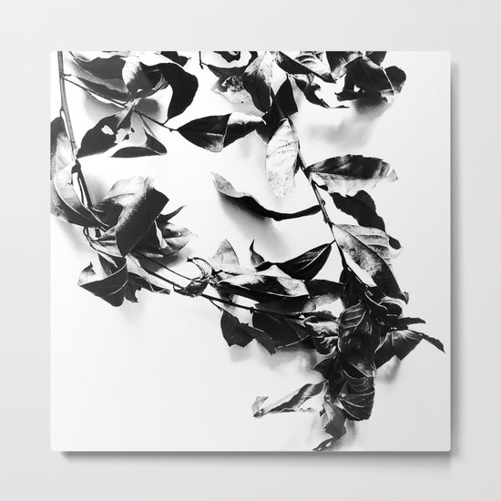 Bay leaves 4 Metal Print