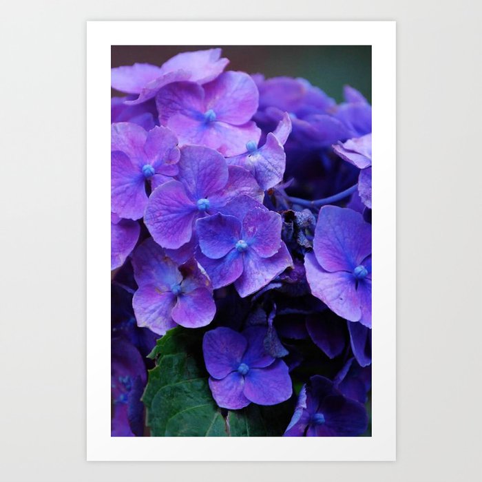 Purple Hydrangeas Art Print