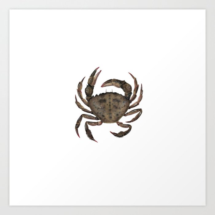 Green Crab Art Print