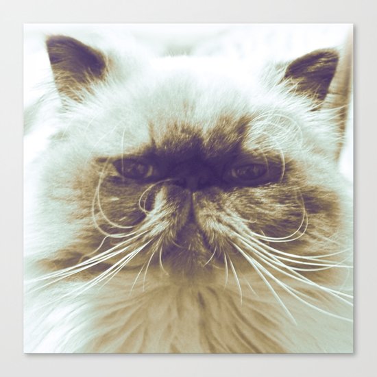 EXOTIC CAT Canvas Print