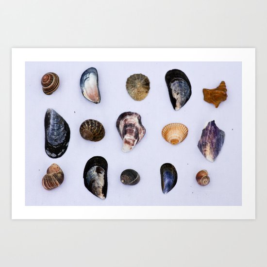 English Seashells Art Print