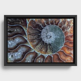 Spiral Ammonite Fossil Framed Canvas