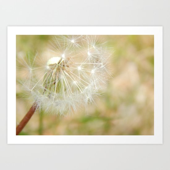 Dandilion Art Print